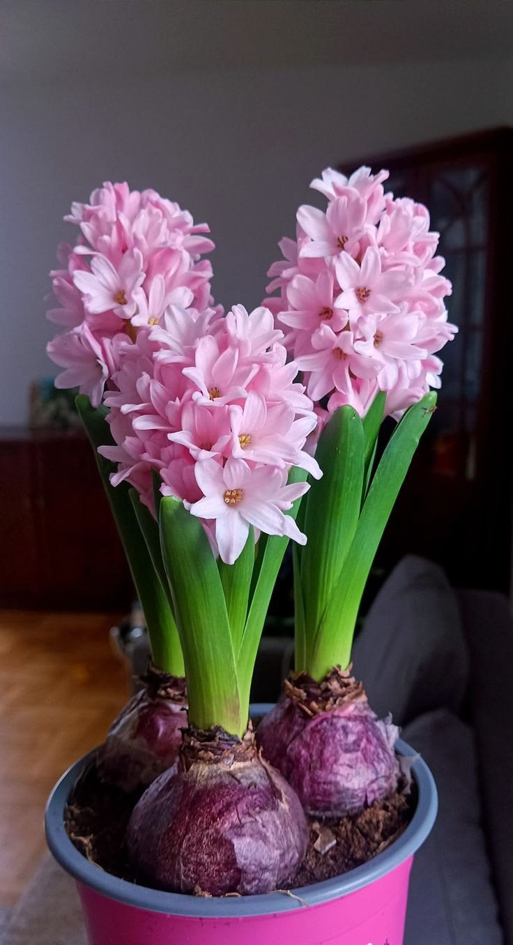 Hyacinth Bulbs